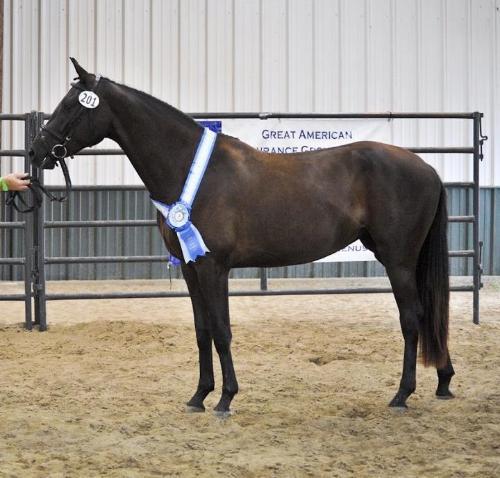 dressage horse trained to second level